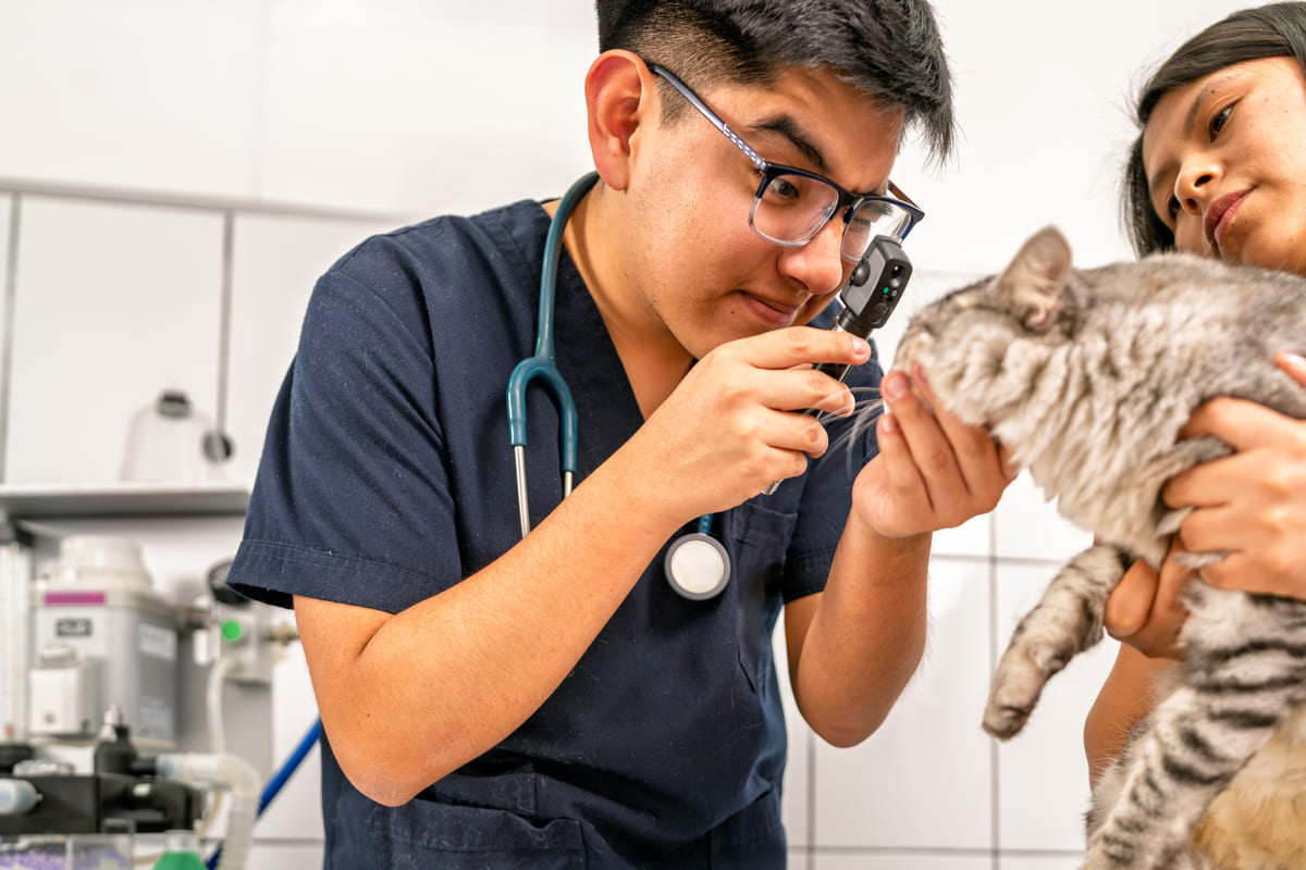 Veterinary Negligence Lawyers Photo Inspiration